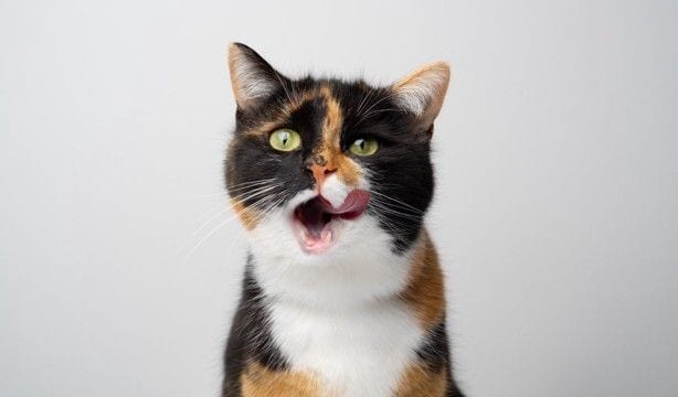 猫に食べさせてはいけない『危険な食材』4選 誤飲した場合のリスクや取るべき対処法も解説