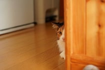 猫が『拗ねている』ときにする行動6選　機嫌を損ねる原因や仲直りのコツ