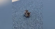 道路の真ん中でフリーズしていた子猫…『放っておいたら後悔する』と愛のあふれる『決断』に４万いいね「優しさに涙が出た」「ありがとう」