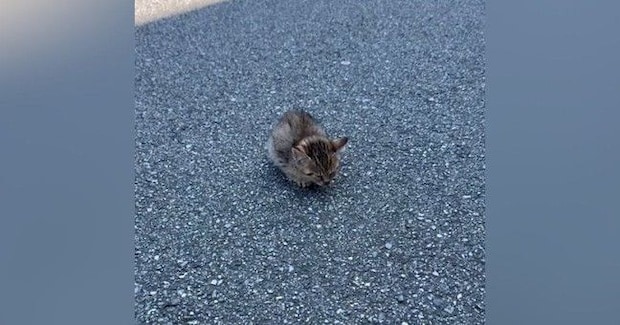 道路の真ん中でフリーズしていた子猫…『放っておいたら後悔する』と愛のあふれる『決断』に4万いいね「優しさに涙が出た」「ありがとう」