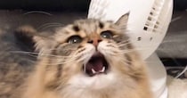 猫じゃらしに夢中になっている猫→捕まえようと大きく口を開けた瞬間…迫力ありすぎる『表情』に５万いいね「可愛すぎるわ」「アニメみたい」
