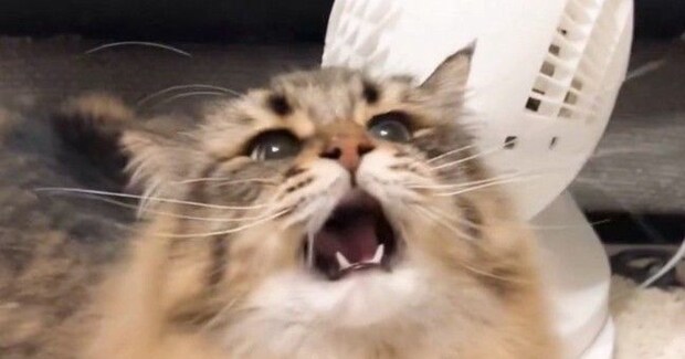 猫じゃらしに夢中になっている猫→捕まえようと大きく口を開けた瞬間…迫力ありすぎる『表情』に5万いいね「可愛すぎるわ」「アニメみたい」