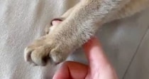 指を触りたそうにしていた猫→近づけてみると…まさかの『尊すぎる光景』が21万表示「噛むかと思ったらｗ」「天使の戯れ」と反響