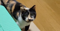 「21歳だなんて信じられない」→高齢の三毛猫の『動き』を見ていると…驚きの光景に６万いいね「大事にされているのがわかる」「凄すぎる」