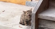 庭先に現れた野良の子猫→子どもたちと一緒に過ごしていくうちに…約3時間後の『変化』が129万再生「なんて素敵なの」「ずっと見ていたい」