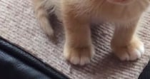 高いところに登ったりして『遊んでいた子猫』→疲れてしまったようで…微笑ましい光景に「可愛すぎて心臓が痛い」「全ての動きが愛おしい」の声