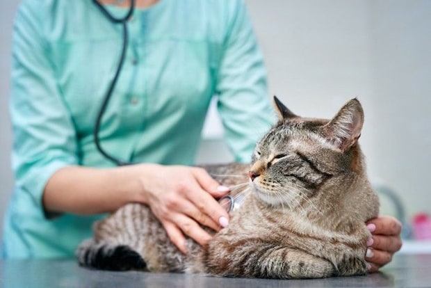 診察を受ける猫