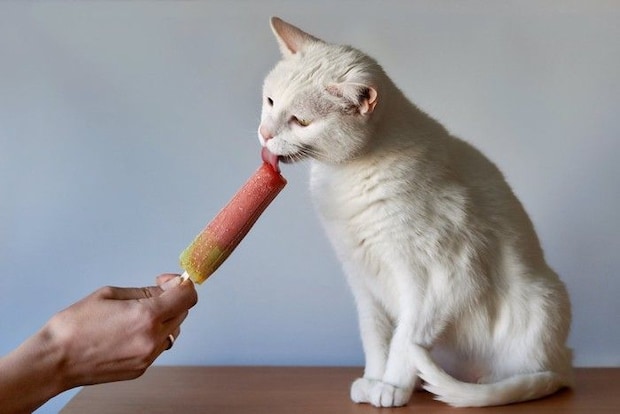 アイスフードを舐める猫