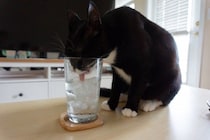 猫に『氷』を与えるときの注意点4つ　体調に影響はある？安全な与え方まで