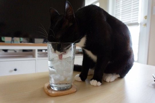 猫に『氷』を与えるときの注意点4つ　体調に影響はある？安全な与え方まで