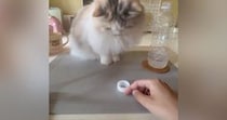 猫と『ペットボトルの蓋』を使って遊んだ結果…ずっと見ていたくなる『微笑ましい光景』が120万表示「めっちゃ時間経つやつ」「楽しそうｗ」
