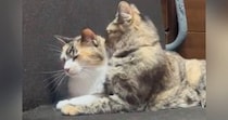 『今日も仲良しだなぁ』と毛づくろい中の『双子の猫』を撮っていると…まさかの展開に４万いいね「アクビに笑ったｗ」「大好きなんだろうね」