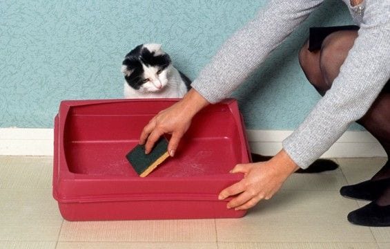 猫が心の中で『ガマンしていること』4つ 気付いてあげたいサインから改善のヒントまで