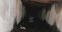 排水溝の奥で『鳴いていた子猫』を救出→約７年後…胸が熱くなる『現在の光景』に反響「愛しすぎて泣ける」「立派なボスになったね」