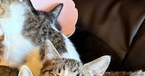 『ソファの上に集まる猫たち』を撮ったら…見事にシンクロした『可愛すぎる瞬間』に「ええええ奇跡」「こんなに揃うことあるんだ」と驚きの声