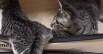 ソフトケージの中で遊んでいた２匹の子猫→突然立ち上がると…予想外すぎる展開に１万いいね「急な閉店で変な声出たｗ」「一瞬ｗ」と爆笑の声
