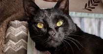 AIで『猫にヨガパンツを履かせるやつ』に挑戦したら、黒猫が…思っていたのと違う『まさかの光景』に「下半身見た瞬間吹いたｗ」「やだｗ」