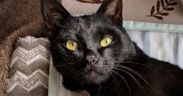 AIで『猫にヨガパンツを履かせるやつ』に挑戦したら、黒猫が…思っていたのと違う『まさかの光景』に「下半身見た瞬間吹いたw」「やだw」