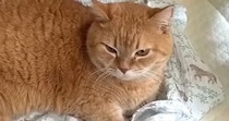 赤ちゃんの寝床を気に入った猫→隙あらばくつろぎ始めて…『可愛すぎる光景』に癒される人が続出「でっかい赤ちゃん」「匂いが好きなのかな」