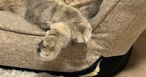 ふと見ると、座椅子に寄りかかって『眠っていた猫』→かわいい表情に、飼い主さんも思わず…ほっこりする光景に２万いいねの反響