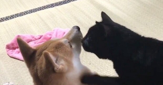 『柴犬と遊びたい黒猫』、一生懸命アピールをして…ほっこりするやり取りが64万再生「胸がキュンキュンした」「自然と口角が上がる」