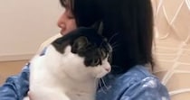 酔っ払いのママに『近づいてしまった猫』→捕まってしまい…笑ってしまう光景が35万再生「顔が本当に好きすぎる」「離れて見守ってるｗ」