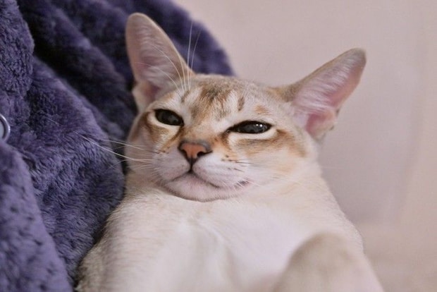 抱かれている猫