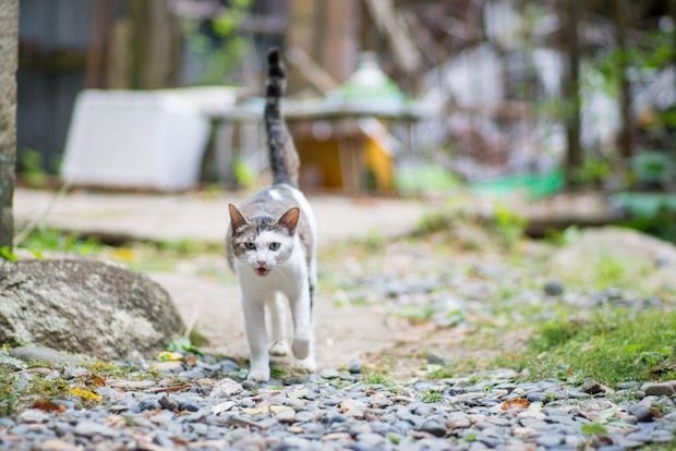 駆け寄ってくる猫