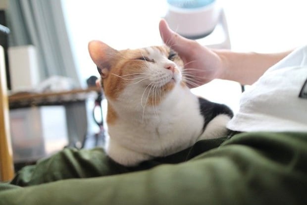 嬉しそうな猫