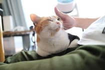 猫の『喜怒哀楽』にまつわるトリビア4つ　表情やしぐさでわかる？感情別の接し方まで