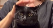 撫でられているときの『猫の表情』が気になって…正面から撮ってみた結果→想像以上に『尊い光景』が50万再生「たまらなくかわいい」「天国」