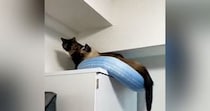 『落ちそうになっていた猫』を救出しようとした結果…同居猫による『裏切り』の瞬間に爆笑の声続出「心配した通りの展開ｗ」「決定的瞬間ｗ」