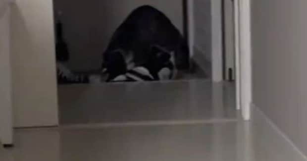 玄関で『猫が何かしている』と思ったら…飼い主大爆笑の『衝撃的な光景』が88万再生「うっとりしてて笑う」「マタタビ超えたw」と話題に