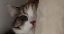 飼い主の不在中、『妹の彼氏』と対面することになった猫…可愛すぎる『まさかの行動』が95万再生「木になってるｗ」「消えていったｗ」