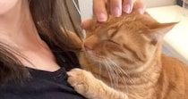 ママに抱っこされて『幸せそうな表情をする甘えん坊猫』→帰ってきた娘に猫吸いされると…まさかの反応が12万再生「めっちゃ笑ったｗ」