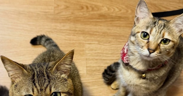 見上げる猫