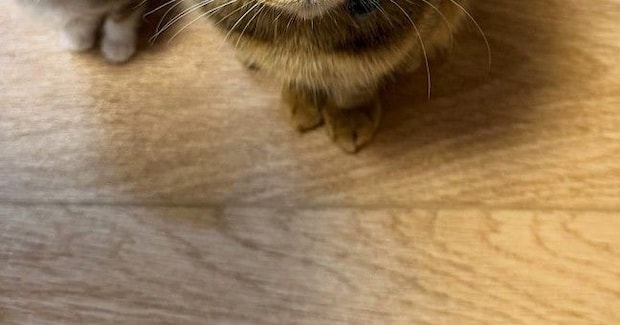 朝、パンを食べていると足元で猫たちが…微笑ましい光景に1万いいね「ちっこくて可愛いw」「食べづらいねw」と笑顔になる人が続出