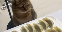 餃子を作り始めると、ネコが近くの椅子に座って…じっと見守る『可愛すぎる様子』に「仕事しているフリが上手いｗ」「表情がかわいいｗ」と反響