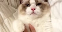 仰向けになってくつろぐ猫→『お腹をなでなで』されると…7秒後の『信じられない光景』が184万再生「えええ」「6秒まで全然だったのにｗ」