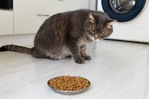 猫が『食べムラ』を起こすときの原因5つ　フードに飽きているの？困ったら試したい改善のヒントも