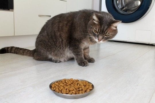 猫が『食べムラ』を起こすときの原因5つ フードに飽きているの?困ったら試したい改善のヒントも