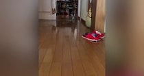 飼い主が帰宅すると、廊下の奥から『小さな子猫』が…たまらなく可愛い『お出迎え』に１万いいね「小走りなの嬉しすぎる」「最高のごほうび」