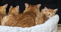 窓辺のハンモックの上で並ぶママ猫と子猫たち…半年後に撮影された『素敵な光景』が31万再生「ウルっときた」「めちゃめちゃ可愛い」