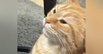 猫が『久しぶりに甘えてきた』と思ったら…『おてての動き』を見ると→尊すぎる光景が94万再生「超絶可愛い」「赤ちゃんの気持ちなのね」