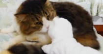 退屈そうにしていた元ボス猫→白猫のおもちゃを持っていってみると…ほっこりする光景が12万再生「賢いし優しい」「パンチすると思ったｗ」