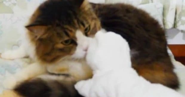 退屈そうにしていた元ボス猫→白猫のおもちゃを持っていってみると…ほっこりする光景が12万再生「賢いし優しい」「パンチすると思ったw」