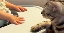 ベビーチェアに座る赤ちゃんが机を叩こうとすると…目の前の猫が見せた『優しすぎる止め方』が28万再生「教育してもらおうｗ」「第二のママ」