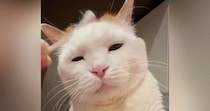 綿棒を使って猫のことを『優しくマッサージ』すると→『表情』が変化して…尊すぎる光景に「うっとりｗ」「お顔がとっても可愛い」と反響