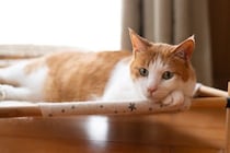 猫の飼い主が避けるべき『非常識な行動』3選　迷惑をかけないための心得や注意すべきポイント