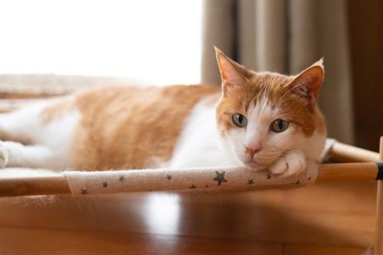 猫の飼い主が避けるべき『非常識な行動』3選 迷惑をかけないための心得や注意すべきポイント